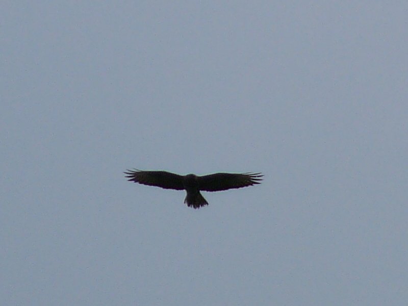 identificazione